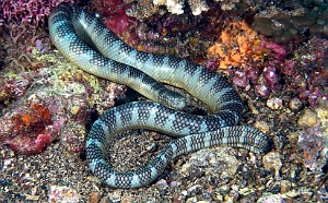 Banda Sea 2018 - DSC06172_rc - Chinese Sea Snake - Laticauda semifasciata